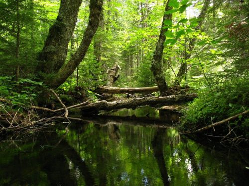 stream, forest, creek